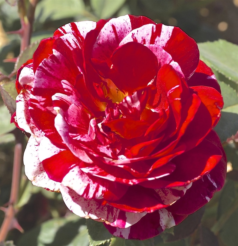 Pink and White Floribunda Rose